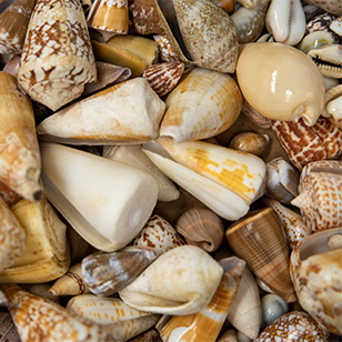 A variety of shells.